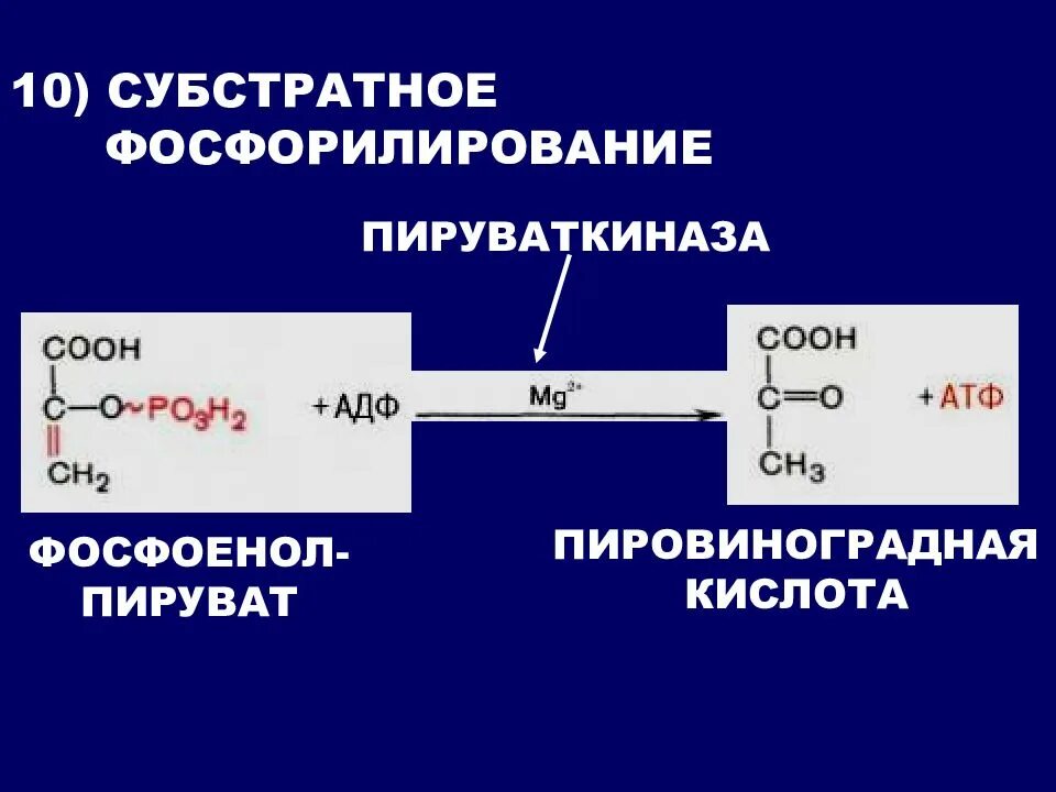 Субстратное атф. Субстратное фосфорилирование пируваткиназа. Реакции субстратного фосфорилирования. Субстратное фосфорилирование фосфоенолпируват. Пируваткиназа гликолиз.