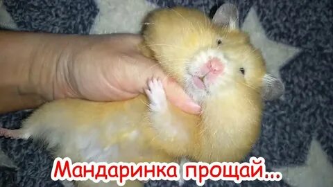 Хомяк больно кусается