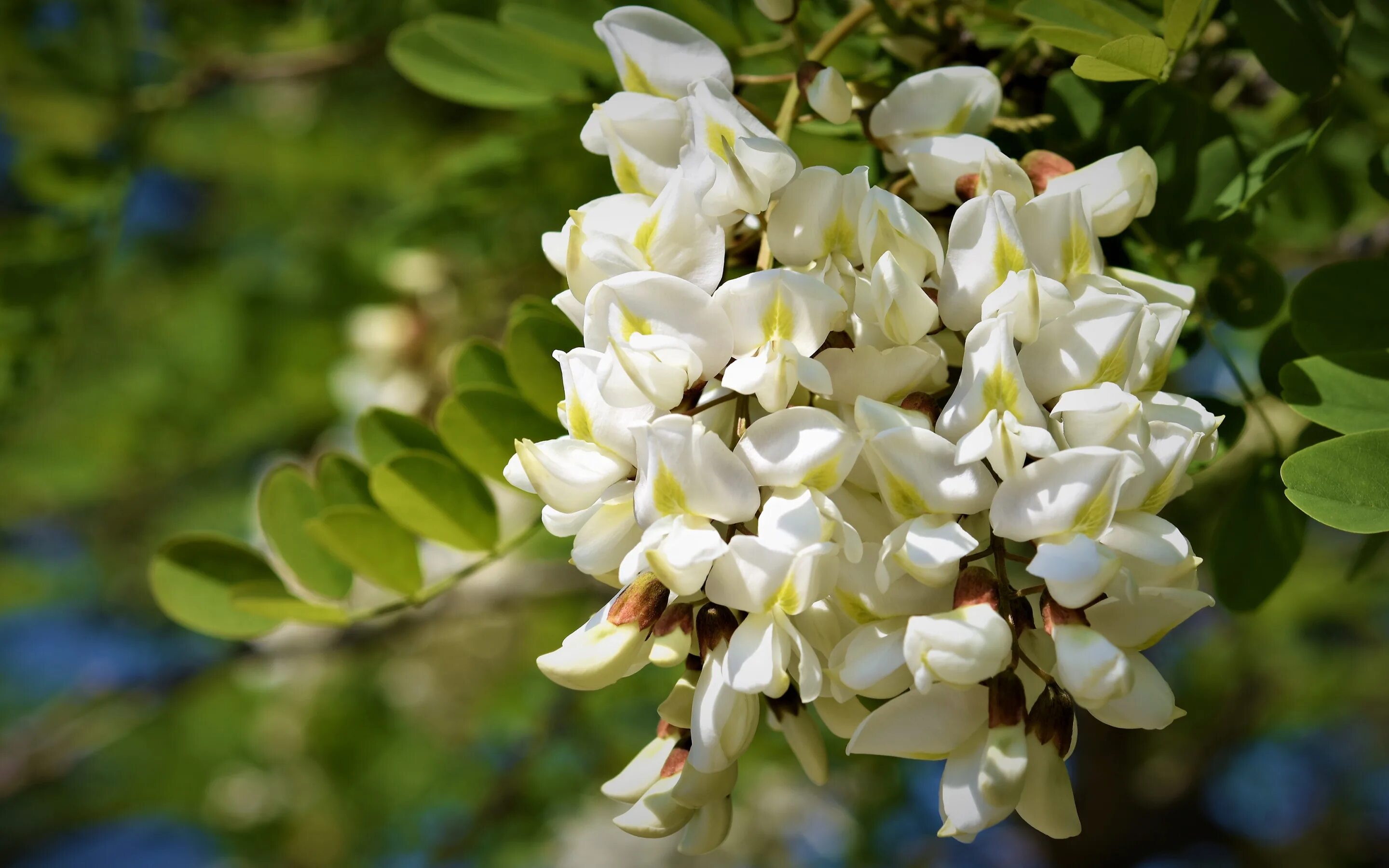 Белой акации гроздья. Тополь канадский акация белая. Сибирская акация белая. Гроздья акации. Белые акации стояли.