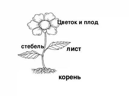 Схема растения для дошкольников