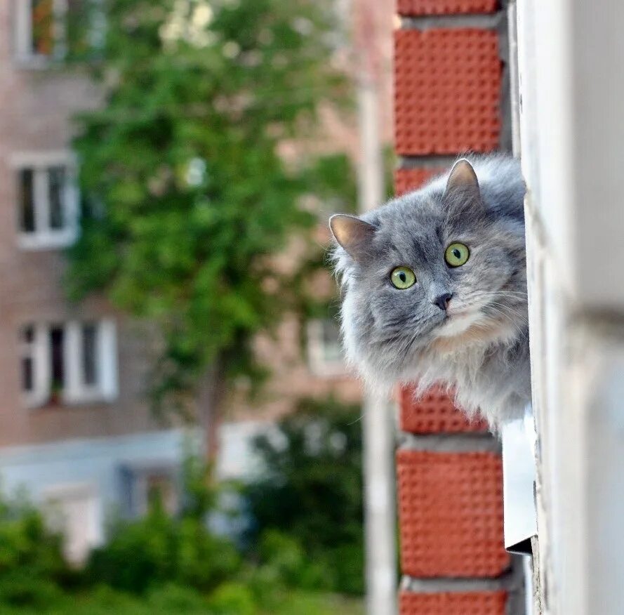 Котенок выглядывает. Кошка выглядывает. Кошка выглядывает из окна. Котики выглядывают на окно. Кот выглядывает в окно.