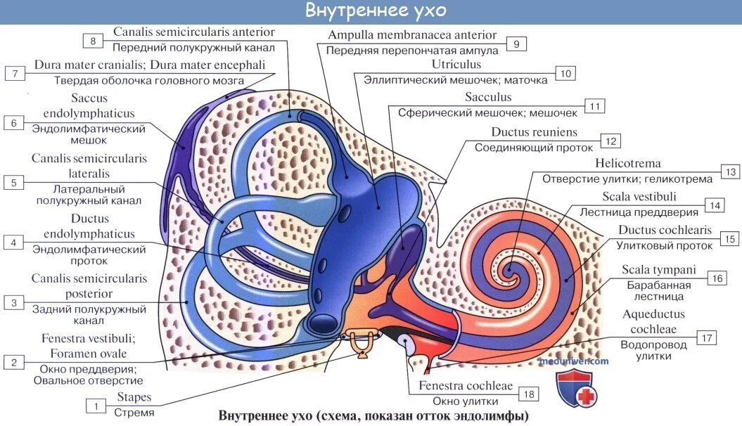 Перепончатый Лабиринт внутреннего уха анатомия. Строение костного и перепончатого Лабиринта внутреннего уха. Костный Лабиринт анатомия строение. Внутреннее ухо перепончатый Лабиринт. Таблица каналы улитки