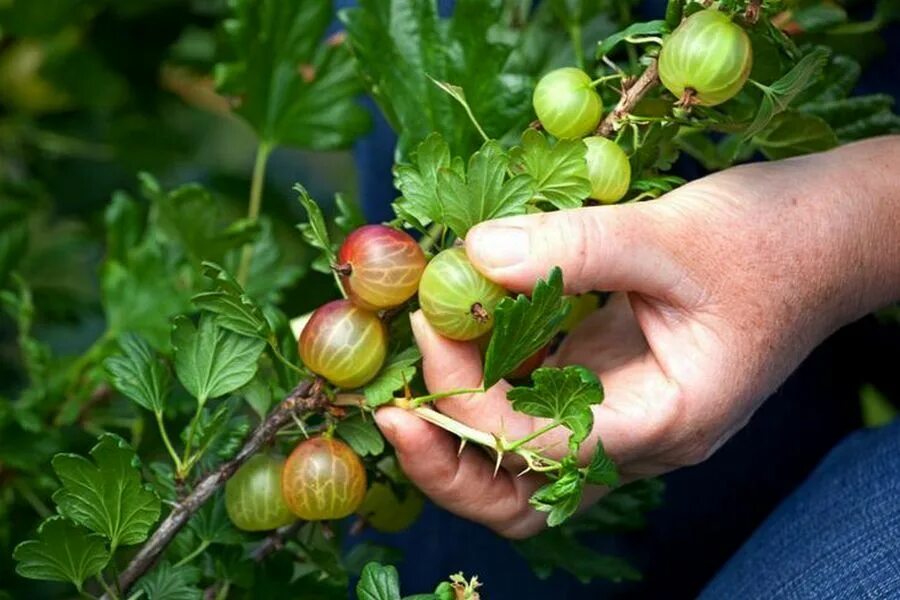 Женщина крыжовник. Крыжовник Европейский куст. Крыжовник отклоненный. Крыжовниковые Grossulariaceae. Крыжовник Машека.