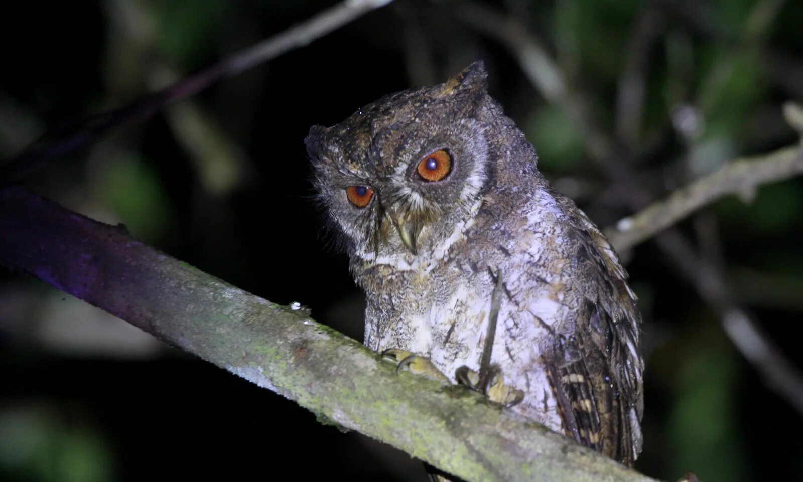 Otus basic. Otus moheliensis. otus thilohoffmanni. otus hartlaubi. otus deka.