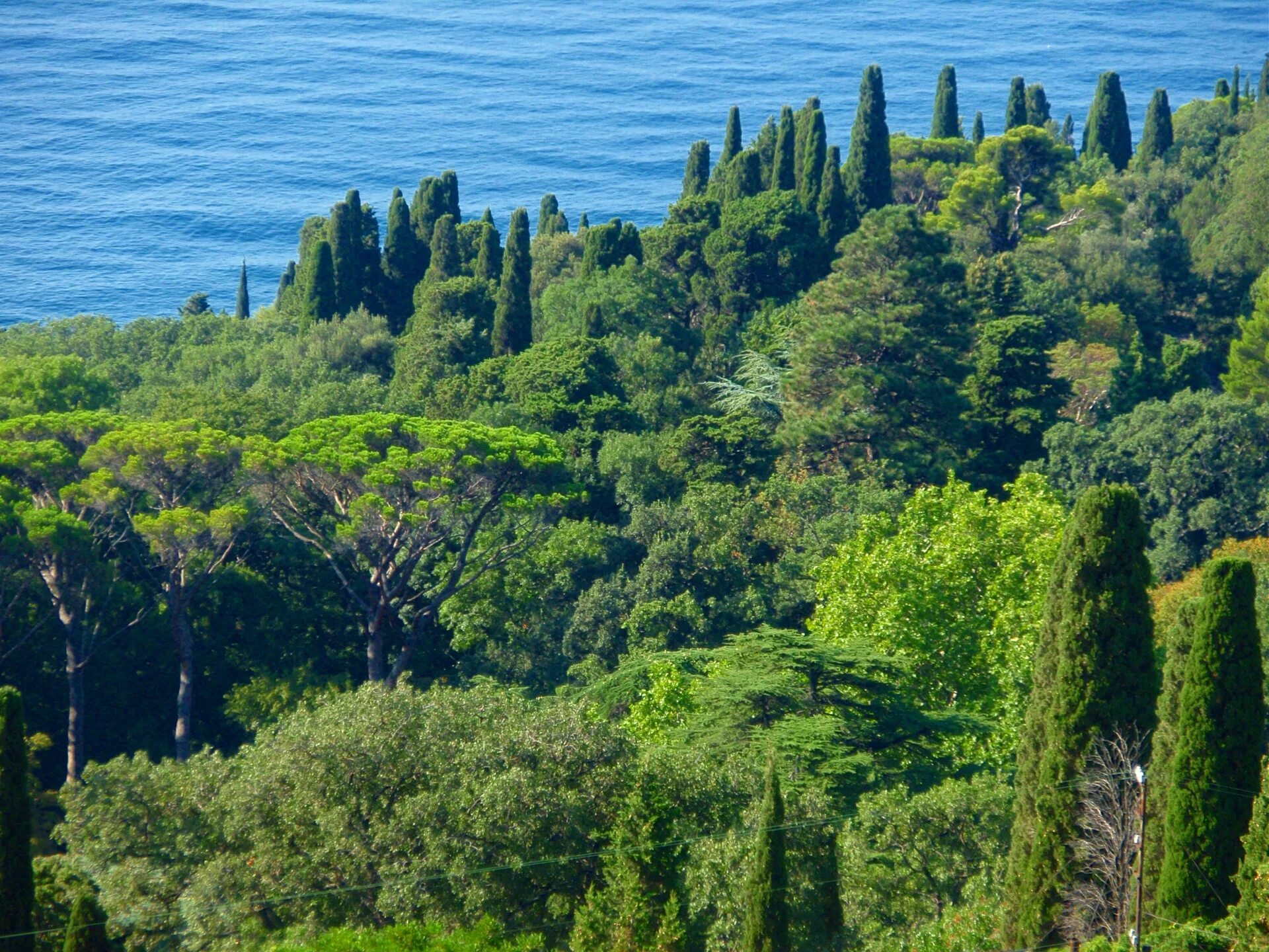 Оливковая роща Алупка. Южный берег Крыма Алупка. Горный лес Крым Алупка. Крым Алупка море.