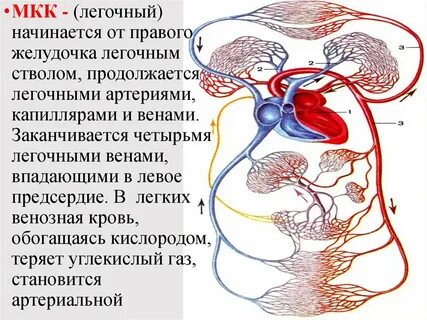 Что течет по легочным артериям