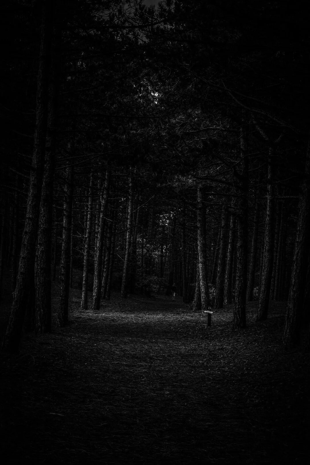 Самый черный лес. Черный лес. Лес тёмный мрачный. Темные леса. «Ночь в лесу».