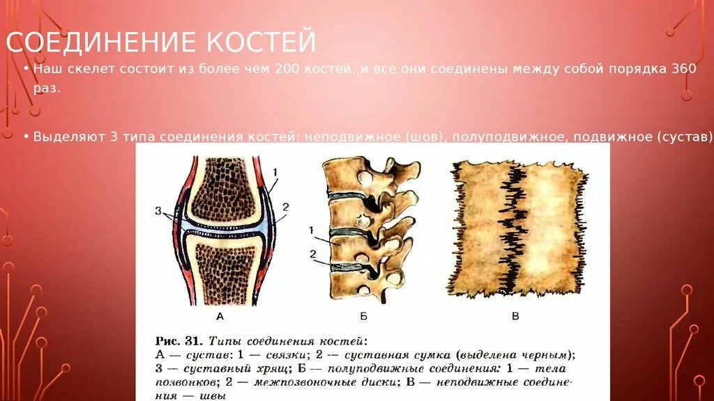 Место соединения костей. Типы соединения костей животных. Классификация соединений костей скелета. Соединение костей скелета животных анатомия. Кости типы соединения костей.