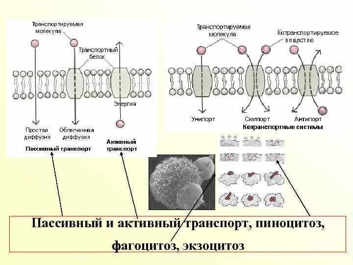 Схема фагоцитоза. Фагоцитоз это активный транспорт. Фагоцитоз и пиноцитоз. Активный захват пищи и поглощение клеткой. Фагоцитоз и эндоцитоз.
