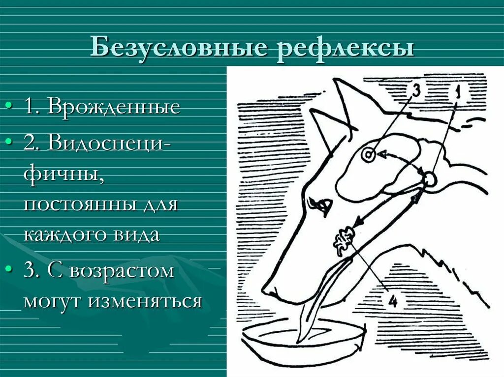 Врожденные рефлексы примеры у человека. Безусловные рефлексы. Безусловные рефлексы животных. Врожденные рефлексы. Врожденные и приобретенные рефлексы.