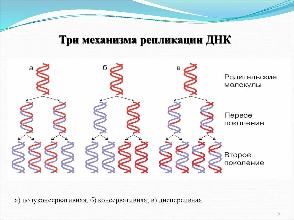 Механизм репликации ДНК схема. Схема 3 этапа репликации. Полуконсервативная репликация ДНК. Консервативный механизм репликации ДНК. 3 этапа репликации