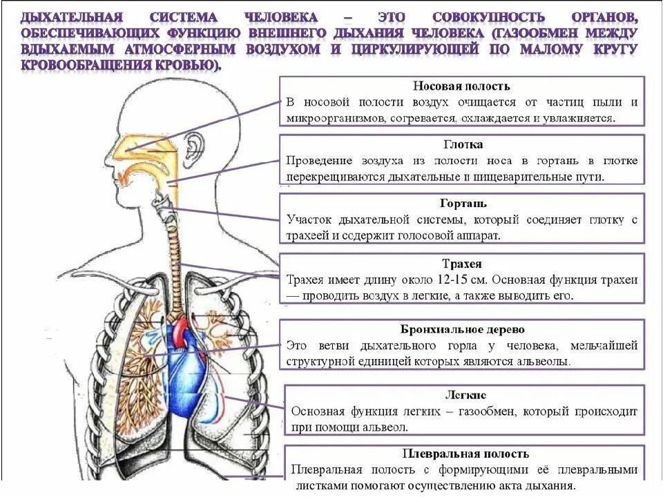 Строение и функции отделов дыхательной системы. Схема строения дыхательной системы. Дыхательные пути человека схема. Структурные элементы дыхательной системы.