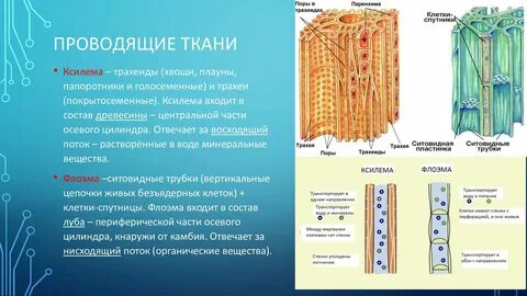 Клетки спутницы являются мертвыми