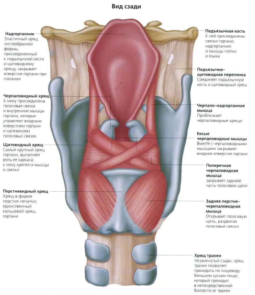 Гортань мышцы анатомия строения. Строение гортани надгортанник. Строение гортани черпаловидные хрящи. Гортань анатомия строение связки.