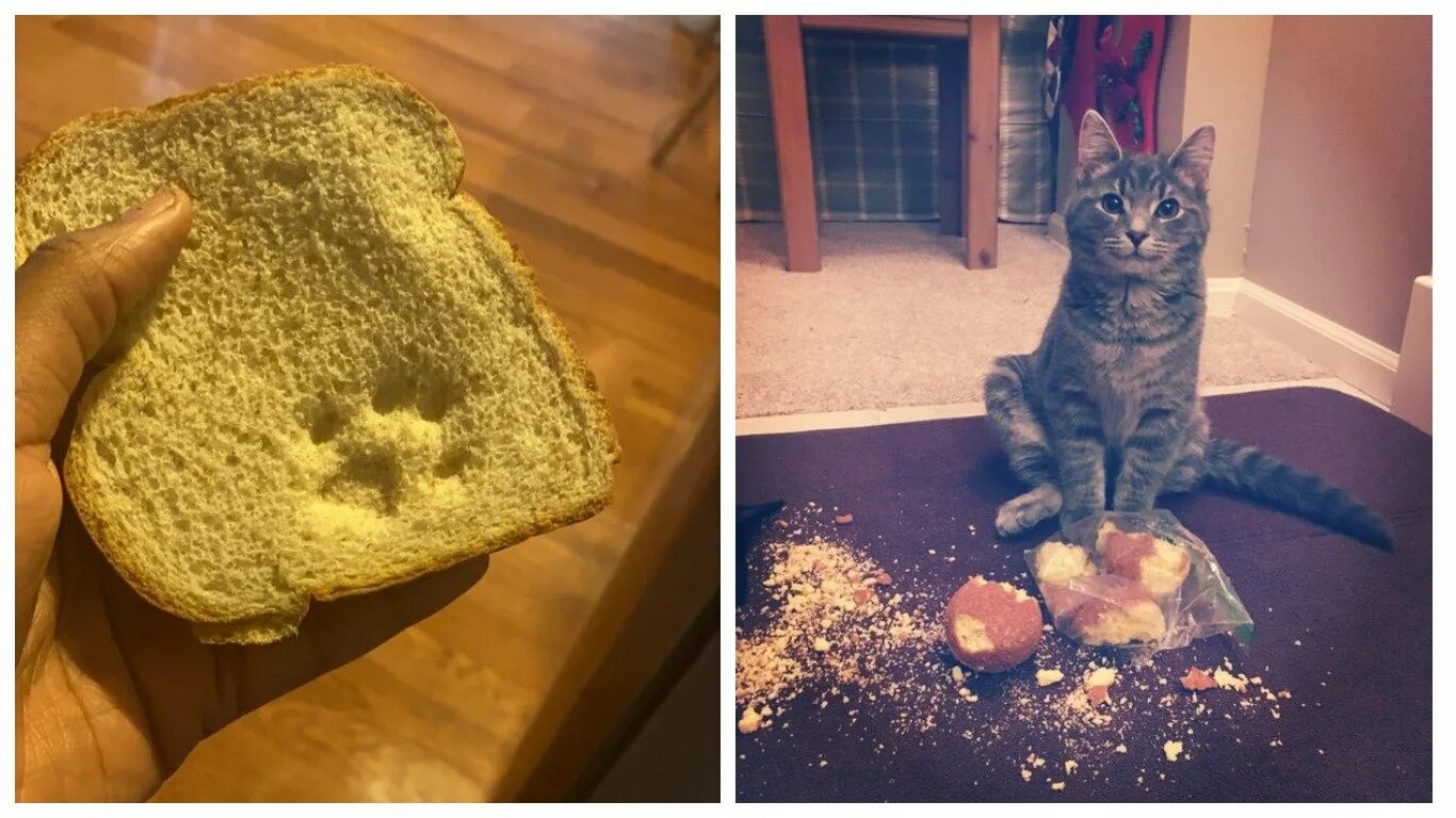 Кошка отказывается от еды несколько. Кот отворачивается от еды. кот отвернулся. кот отказывается от еды. кот крендельком.