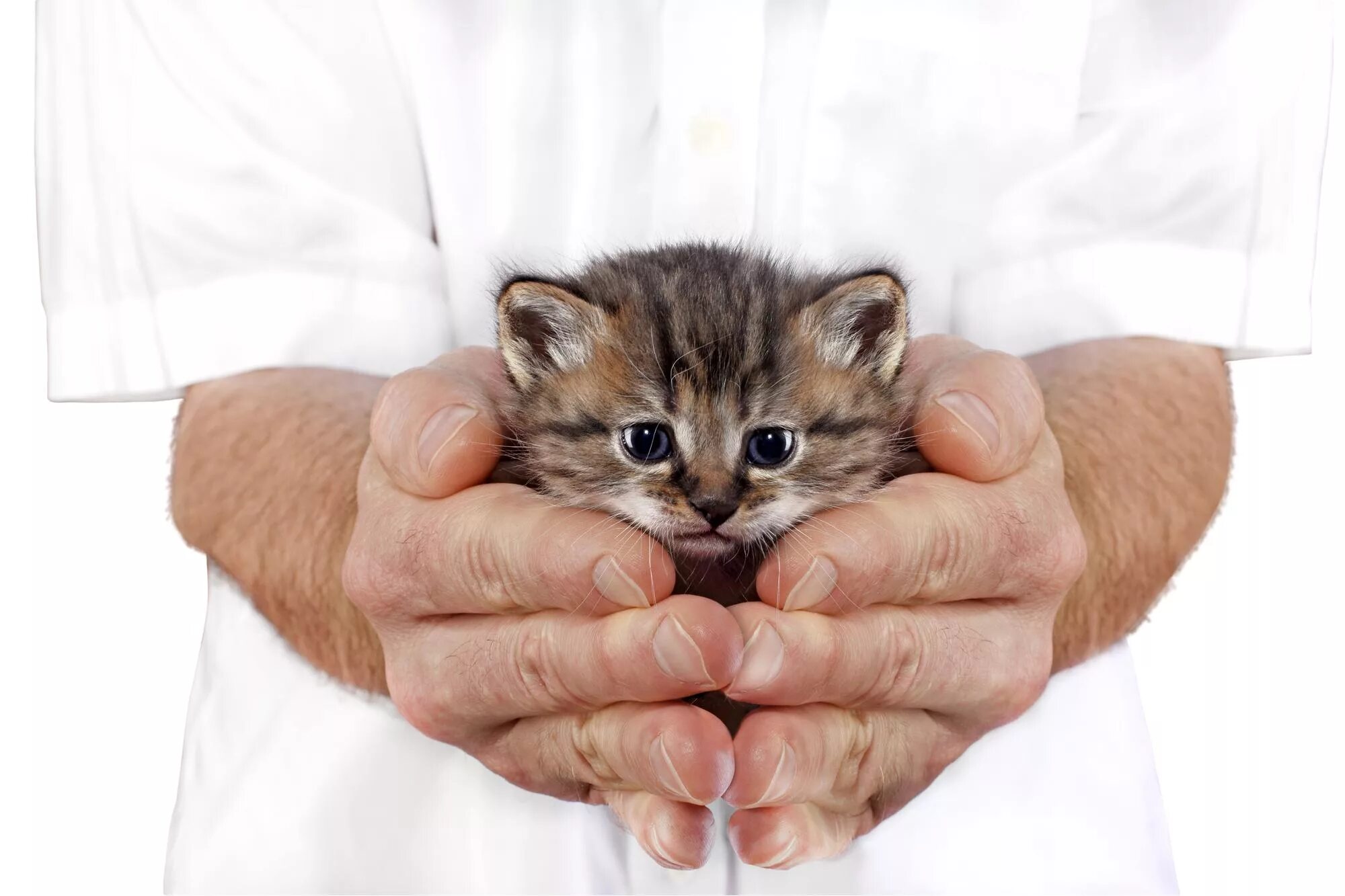 Котенок на руках. Котенок на ладошке. Котенок на ладони. Маленький котенок в руках.