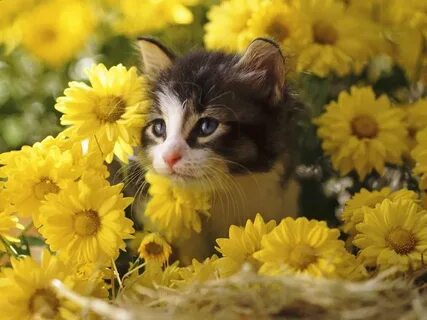 Любимые животные в цветах