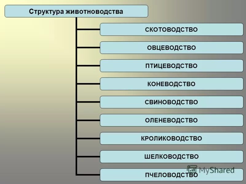 Направление животноводства в россии. Структура животноводства. Животноводство структура отрасли. Состав отрасли животноводства. Направления животноводства схема.