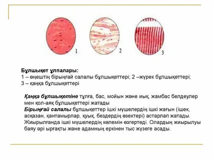Барлық порно фильмдерге тыйым салынған
