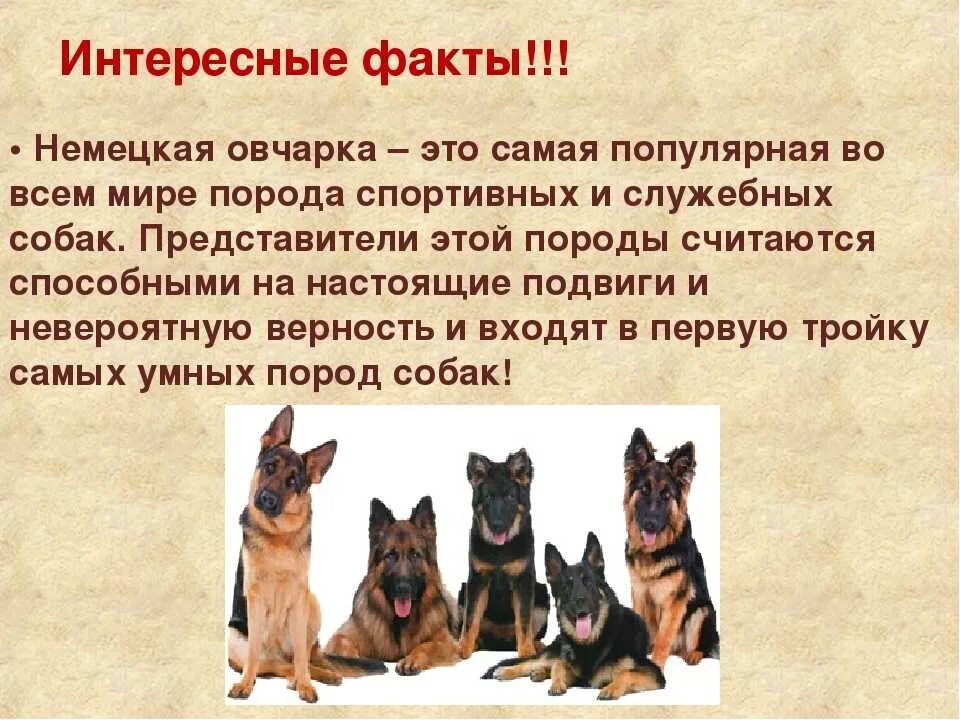 Сообщение о породе собак 2 класс. Интересные факты о немецкой овчарке. интересные факты о собаках овчарках. интересные факты о породе овчарок собак. интересные факты про собак немецкая овчарка.