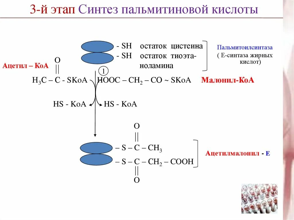 Синтез пальмитиновой. Синтез пальмитиновой кислоты из ацетил КОА. Схема синтеза пальмитиновой кислоты. Синтеза пальмитиновой кислоты из ацетил-КОА И малонил-КОА:. Малонил Синтез жирных кислот.