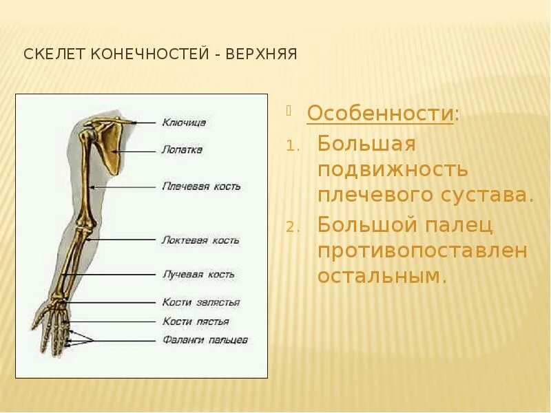 Скелет верхней конечности. Скелет верхней конечности человека. Скелет свободной верхней конечности. Плечевой пояс и скелет верхних конечностей.