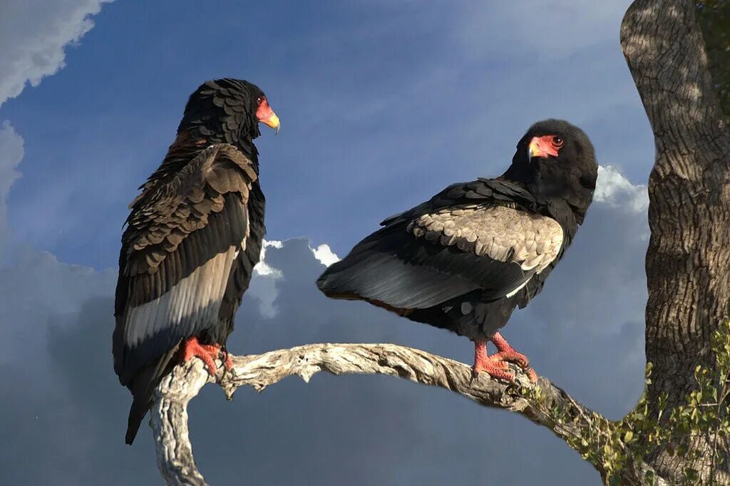Орел Скоморох фигляр. Орёл-Скоморох / Terathopius ecaudatus. Орел Скоморох птица. Terathopius ecaudatus