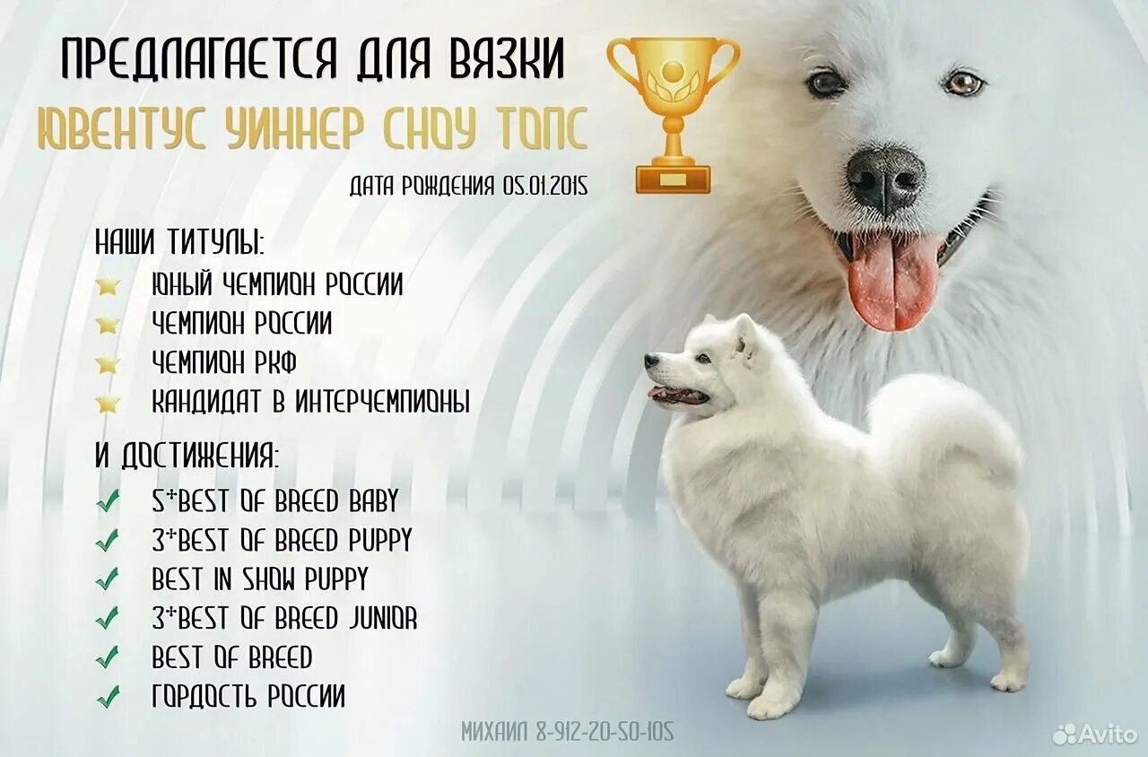 Вес лайки. Рост самоеда взрослой собаки. самоед собака вес. лайка самоед вес. вес взрослого самоеда.