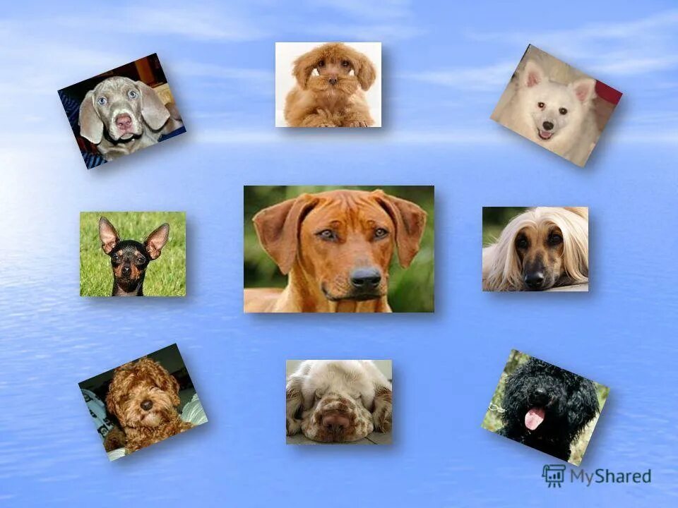 Домашняя собака. Любимый питомец собака. Лабрадор ретривер золотистый. Животные. Мой любимый питомец.