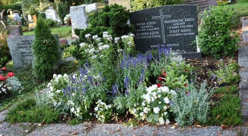 Трава для могилы не требующая ухода. Цветы на кладбище многолетние. Растения на могилу. Многолетние растения для кладбища. Цветы многолетники для кладбища.