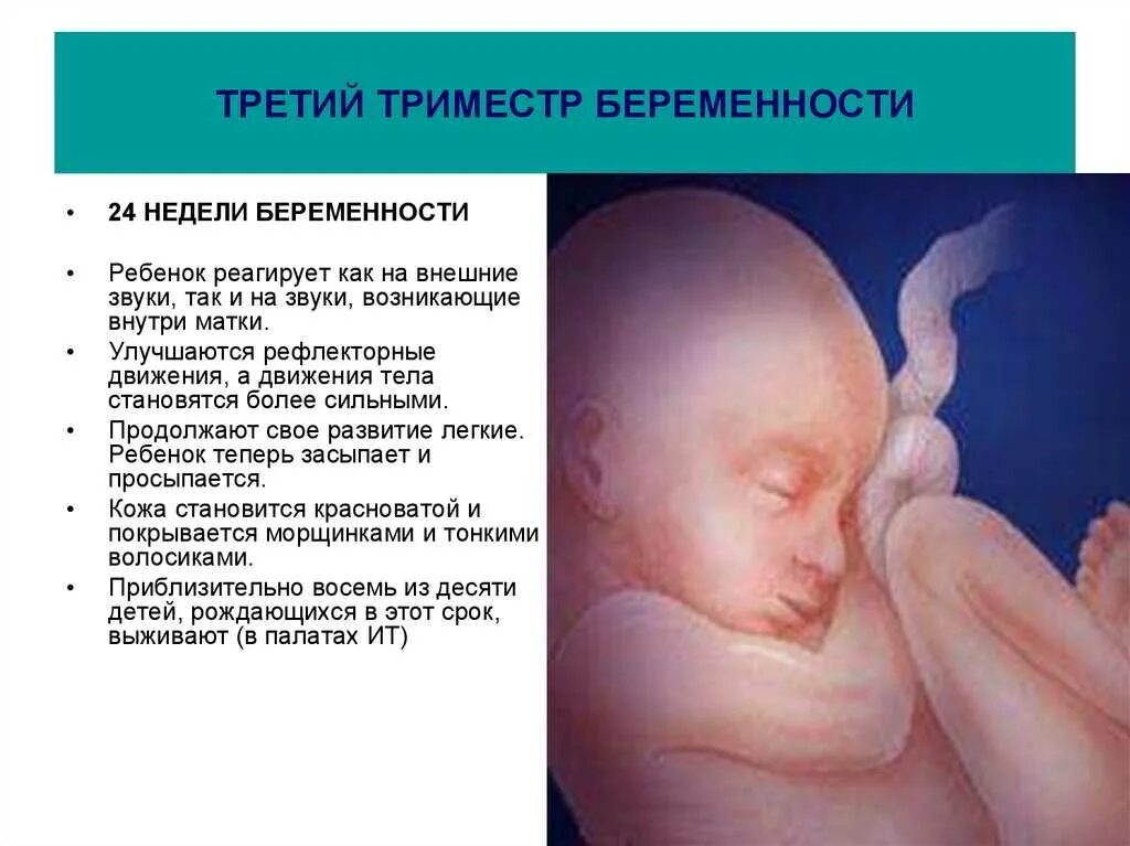 Беременность третий триместр выделения. Развитие плода в третьем триместре. Третий триммер беременности. Триместры беременности. Триместры беременности по неделям.