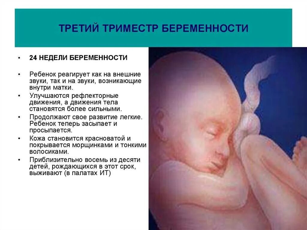 С какой недели начинается третий триместр. Развитие плода в третьем триместре. триместры беременности. третий триместр беременности недели.