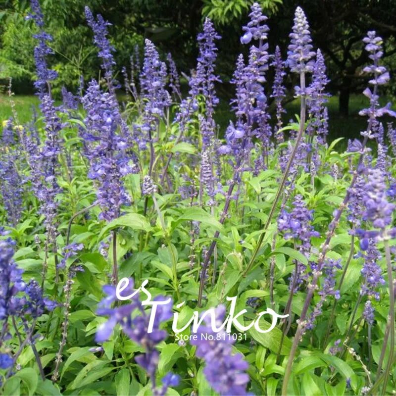 Шалфей испанский. Шалфей испанский чиа. Шалфей испанский. Чиа растение шалфей. Шалфей дубравный 'mainacht'.