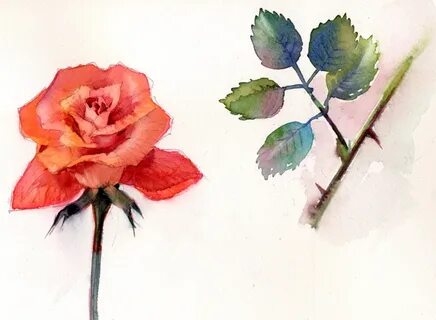 Как нарисовать розу акварелью