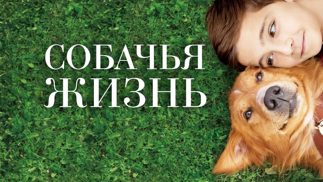 Собачья жизнь 1 собаки. Бейли собачья жизнь. собачья жизнь афиша.