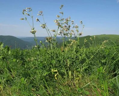 Травы краснодар