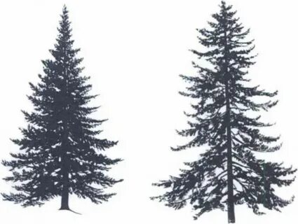 Эскиз ели