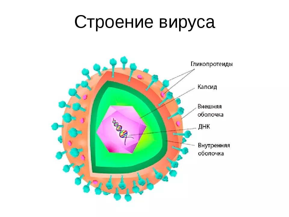 Каково строение вируса кратко. Схема строения вируса герпеса. Вирус простого герпеса строение. Вирус герпеса 1 типа строение. Ветряная оспа строение вируса.