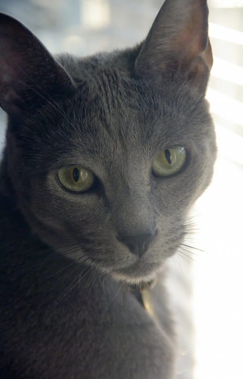 Порода серой кошки с серыми глазами. Порода Корат. Корат порода кота. Серая кошка порода Корат. Русская голубая кошка гладкошерстная.
