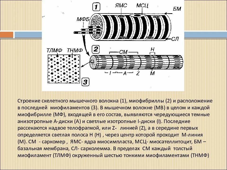 Каким номером на рисунке обозначена миофибрилла. Мышечные волокна миофибрилла схема. Строение миофибриллы. Строение мышечного волокна гистология. Строение мышцы миофибриллы.