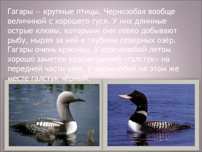 Сообщение о гагарке