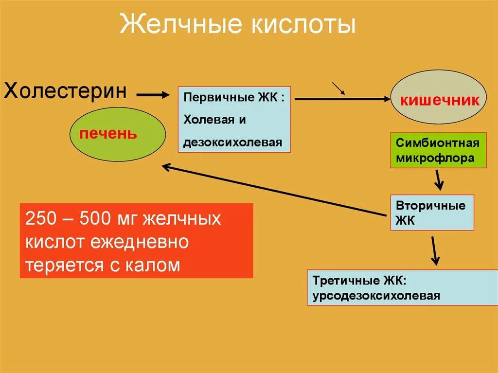 Холестерин желчные кислоты