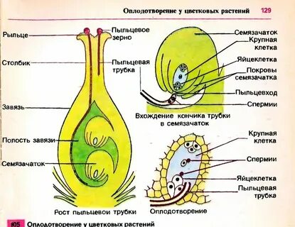 Двойное рыльце