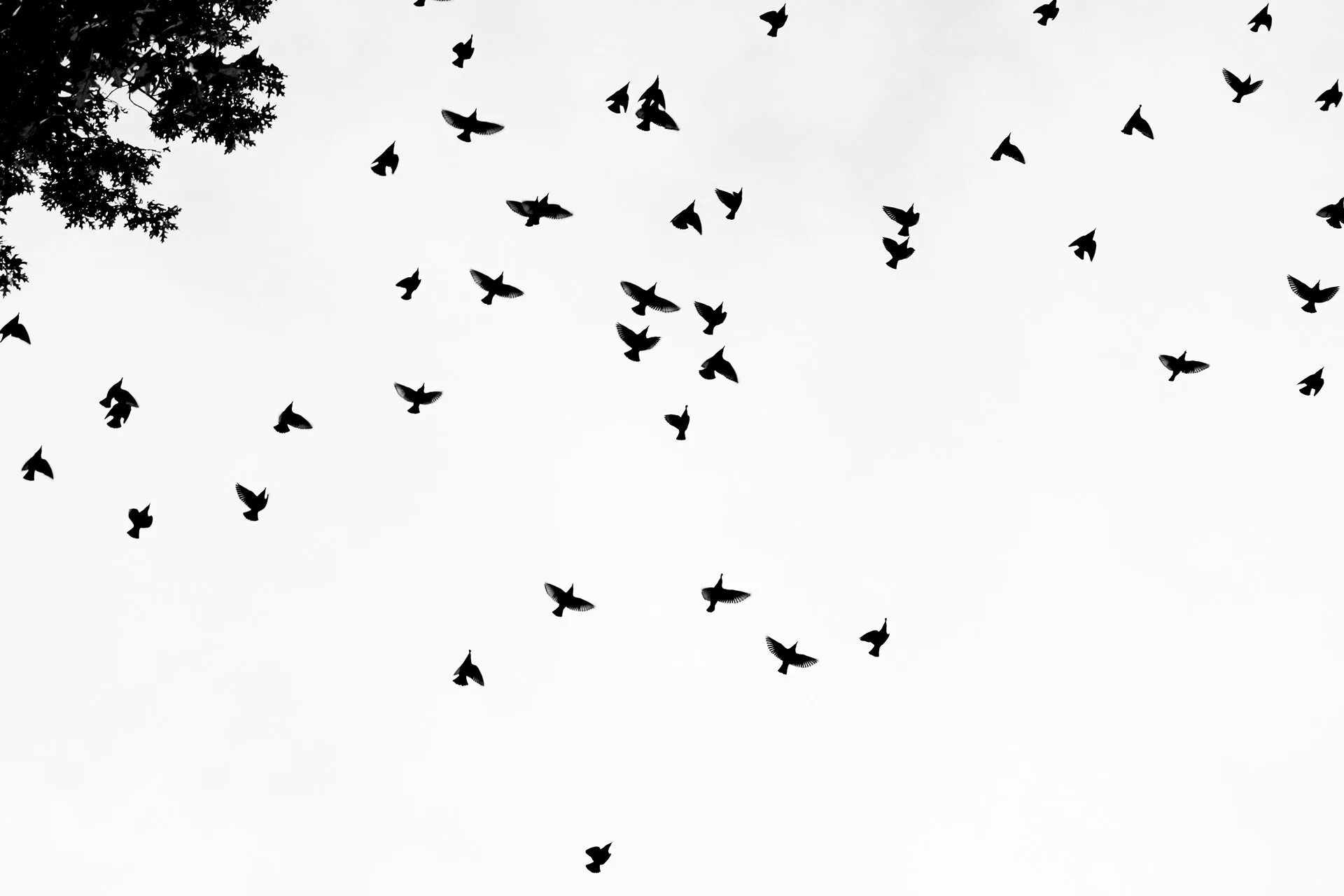 Стая черных птиц. Птицы в небе. Стая птиц. Стая птиц на белом фоне. Стая птиц в небе.