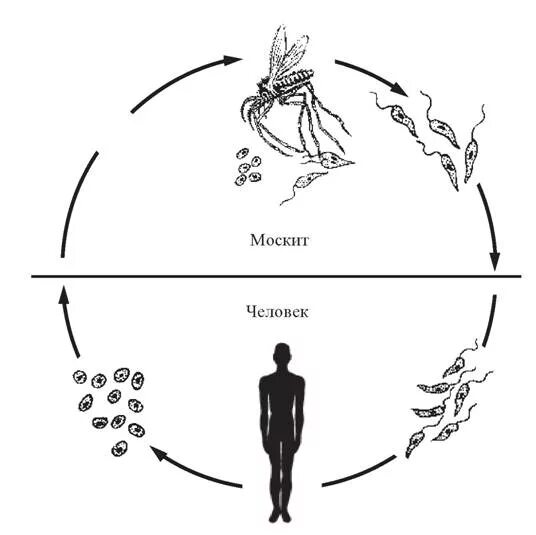 Жизненный цикл возбудителя. Leishmania donovani жизненный цикл. Схема жизненного цикла лейшмании висцеральной. Лейшмании строение и жизненный цикл. Цикл развития лейшмании.