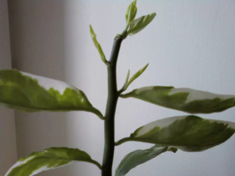 Педилантус молочайный. Педилантус почему опадают листья. Педилантус сплиш сплэш. Педилантус титималоидес пестрый. Педилантус молочайный.