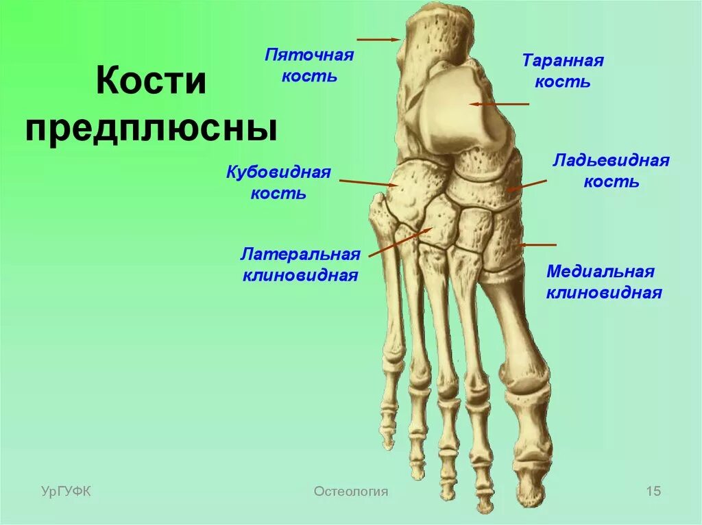 Кости предплюсны стопы. Кости плюсны и предплюсны стопы анатомия. Ладьевидная кость (предплюсна). Кости стопы анатомия.