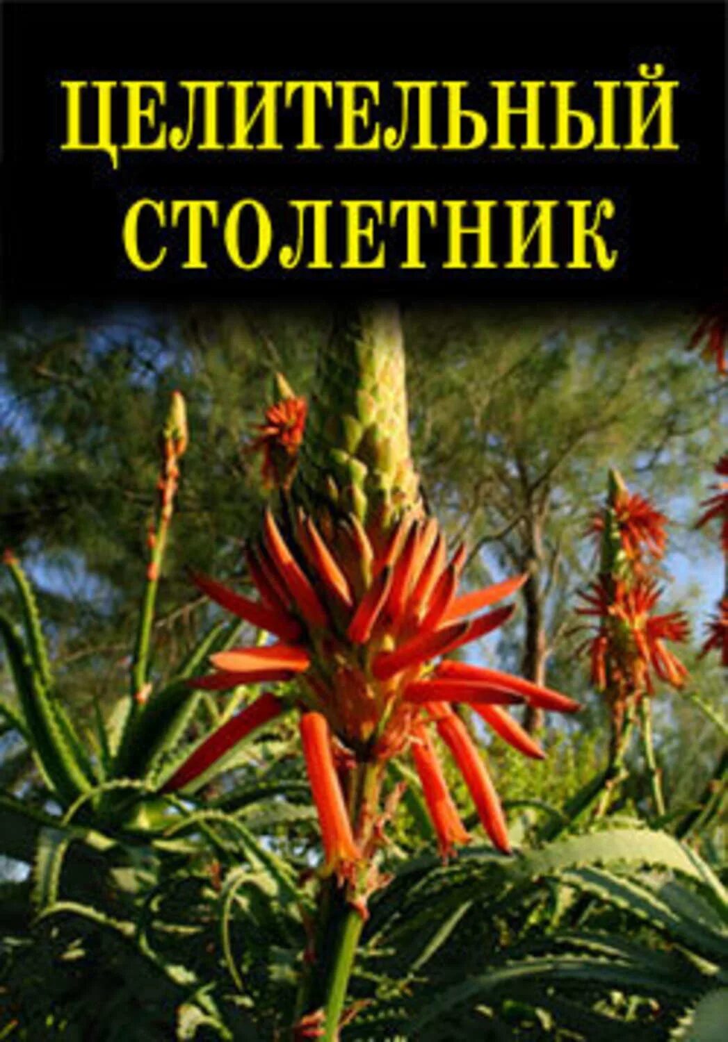 Целительный столетник. Столетник Куприн. Куприн столетник текст