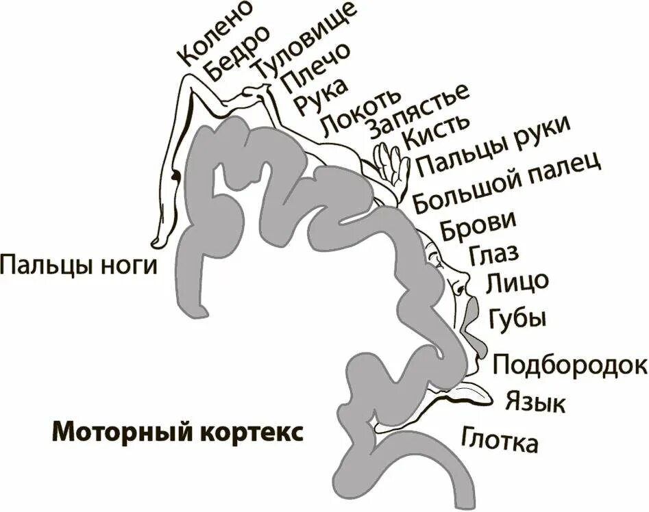 Книга тело мозг. Карта тела в мозге. Бейлок с. "мозг и тело".