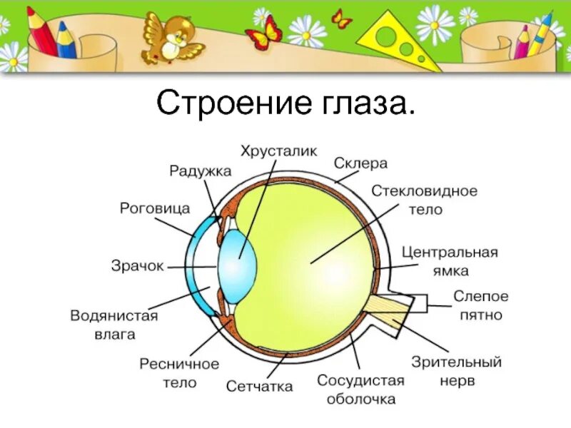 Зрительные органы чувств. Органы чувств анатомия глаз. Строение глаза. Строение глаза анатомия. Строение глаза человека для детей.